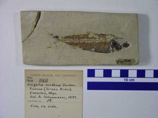 Knightia eocaena