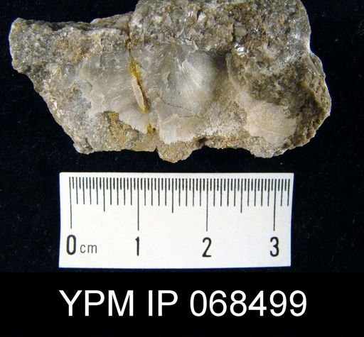 Strophomena sp.