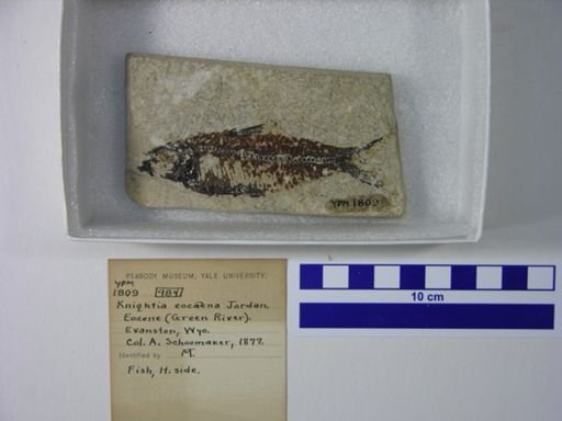 Knightia eocaena
