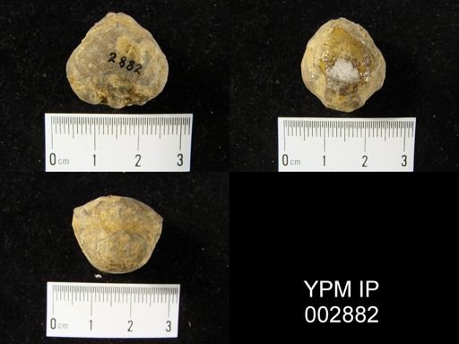 Pentamerus galeatus triplicatus