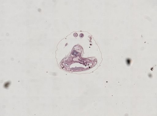 Prenolepis imparis