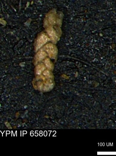 Ammobaculoides phaulus