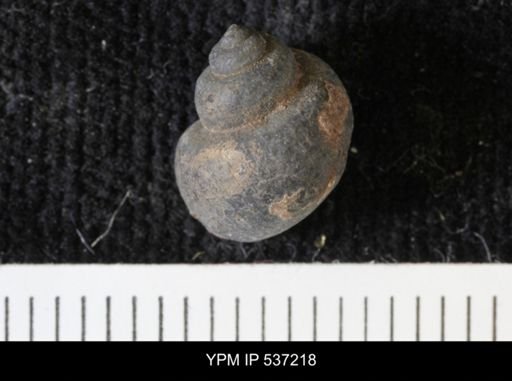 Viviparus montanaensis