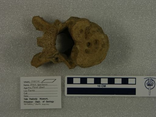 Ursus spelaeus