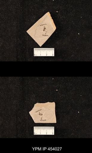 undet. Diptera