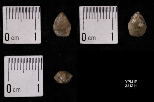 Dielasma turgida