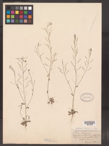 Arabidopsis thaliana
