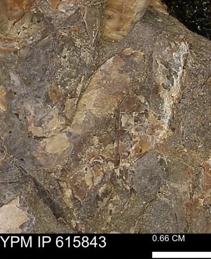 Baculites sp.