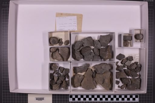 mixed taxa, stratigraphic collection