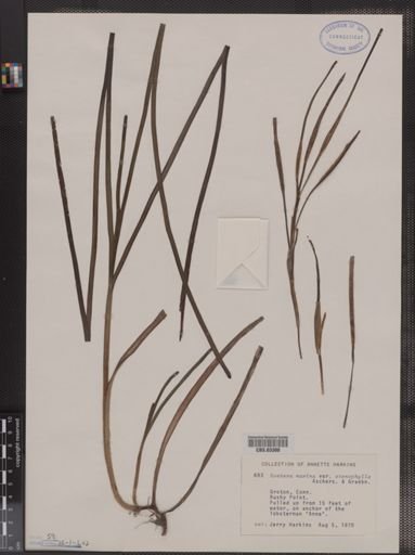 Zostera marina var. stenophylla