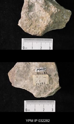 Tricrepicephalus tripunctatus