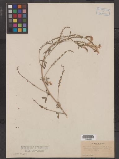 Melilotus officinalis