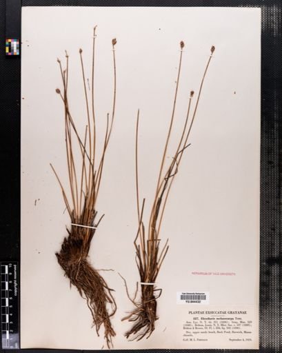 Eleocharis melanocarpa