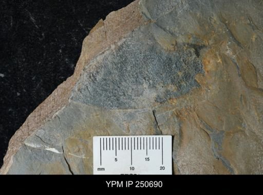 undet. Carcinosomatidae