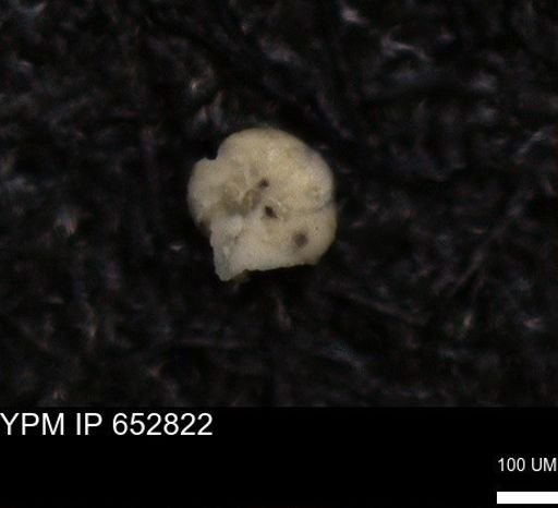 undet. Foraminiferida
