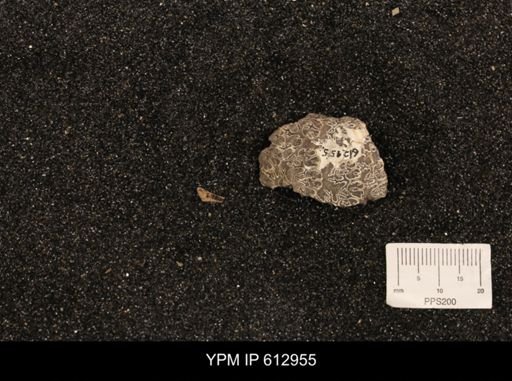 Clioscaphites vermiformis