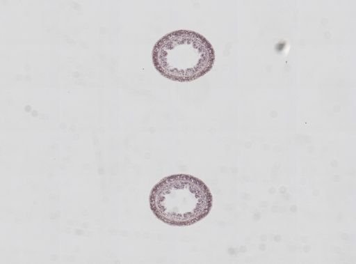 Hydra oligactis