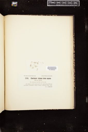 Chantransia violacea