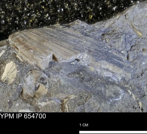 Dosiniopsis deweyi