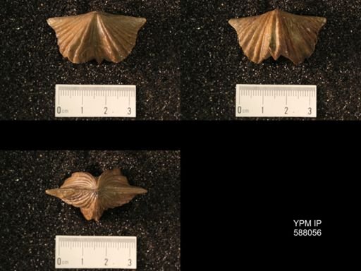 Platystrophia lynx