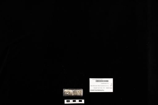 Tracheloptychus petersi