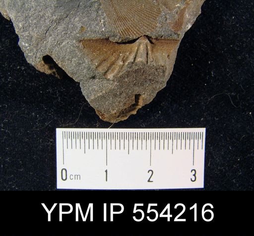 Antispirifer sp.