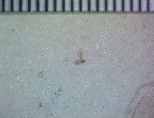 undet. Hexapoda