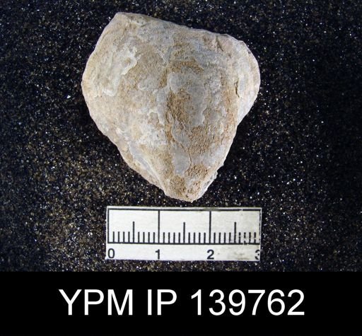 Productus (Striatifera) mytiloides