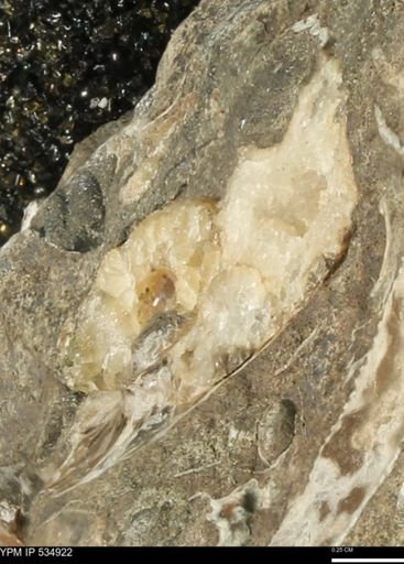 undet. Mollusca