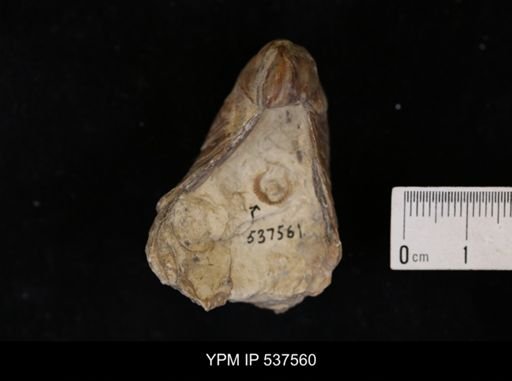 Gryphaea mucronata