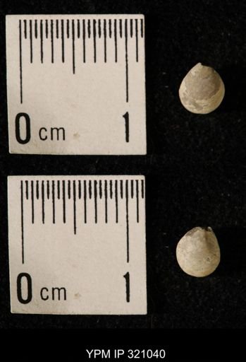 Dielasma elongatum