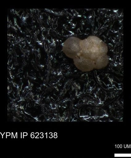 undet. Foraminiferida