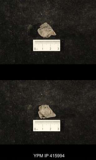 Euphemites carbonarius