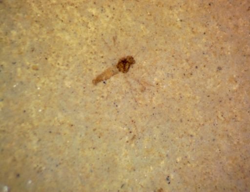 Diptera?