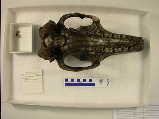 Holmesina occidentalis