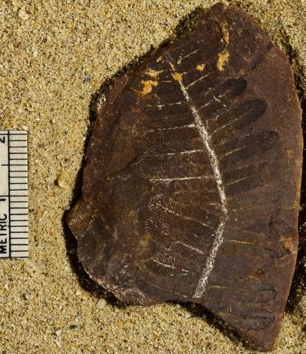 Pecopteris