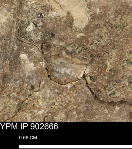 undet. Mollusca