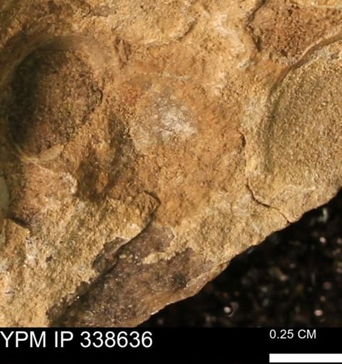 undet. Mollusca