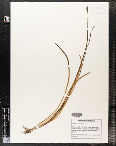 Butomus umbellatus
