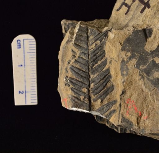 Calcaropteris boeselii