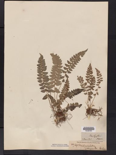 Polystichum