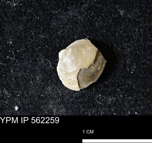 Limopsis striatopunctatus