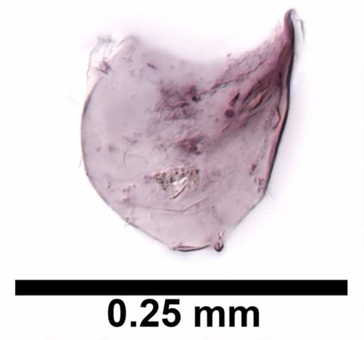 Hyalella cf. azteca