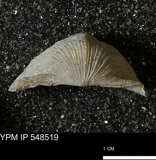 Stropheodonta navalis