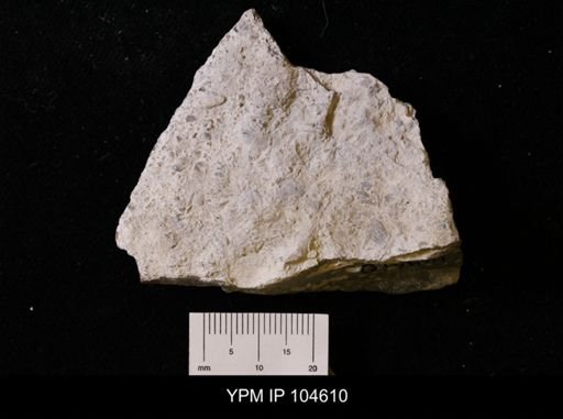 Nematopora lineata