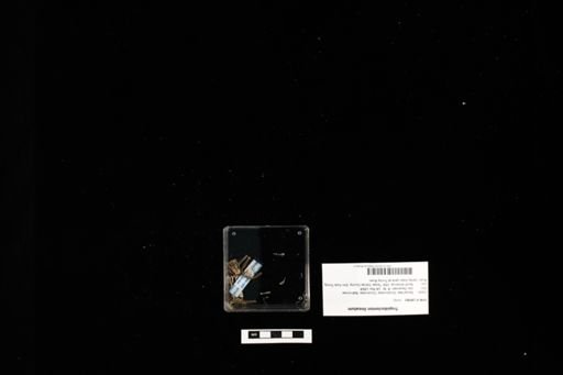 Tropidoclonion lineatum