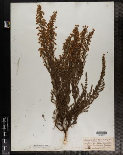 Plantae