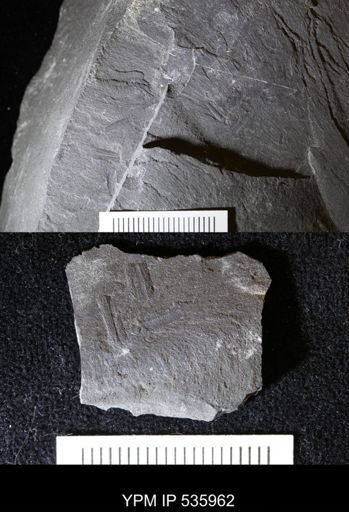Gonatocaris decora