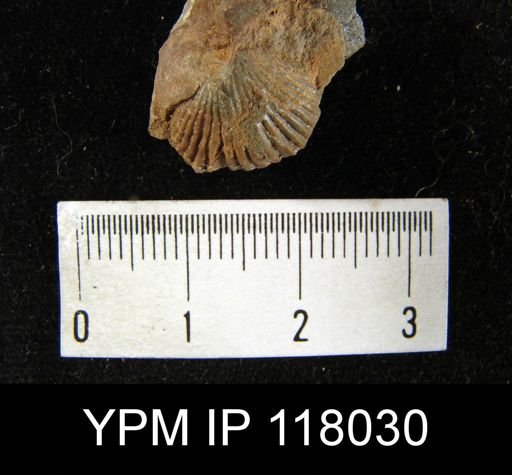 Camarotoechia glomerosa