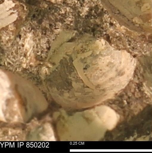 undet. Mollusca